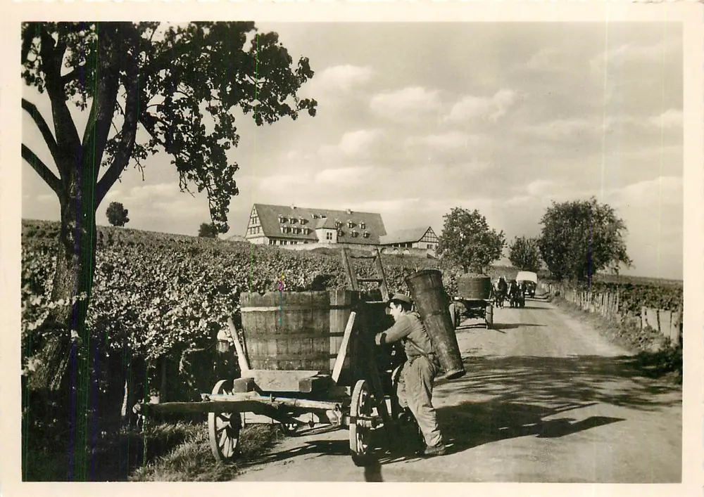 Vignes et vigneron — Albersweiler, Allemagne — Éditeur A. Gerspach - Recto