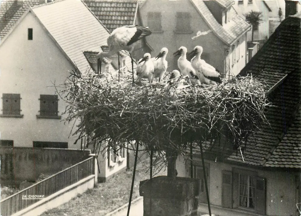 Störche in ihrem Nest — auf einem Wohnhausdach — Éditions « La Cigogne » - Vorderseite