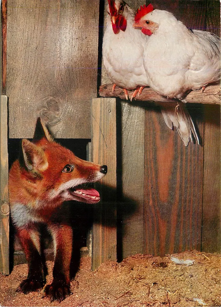 लाल लोमड़ी चिकन के बरामदे में — Canis vulpes L. — Foto Schmid, Samedan - आगे