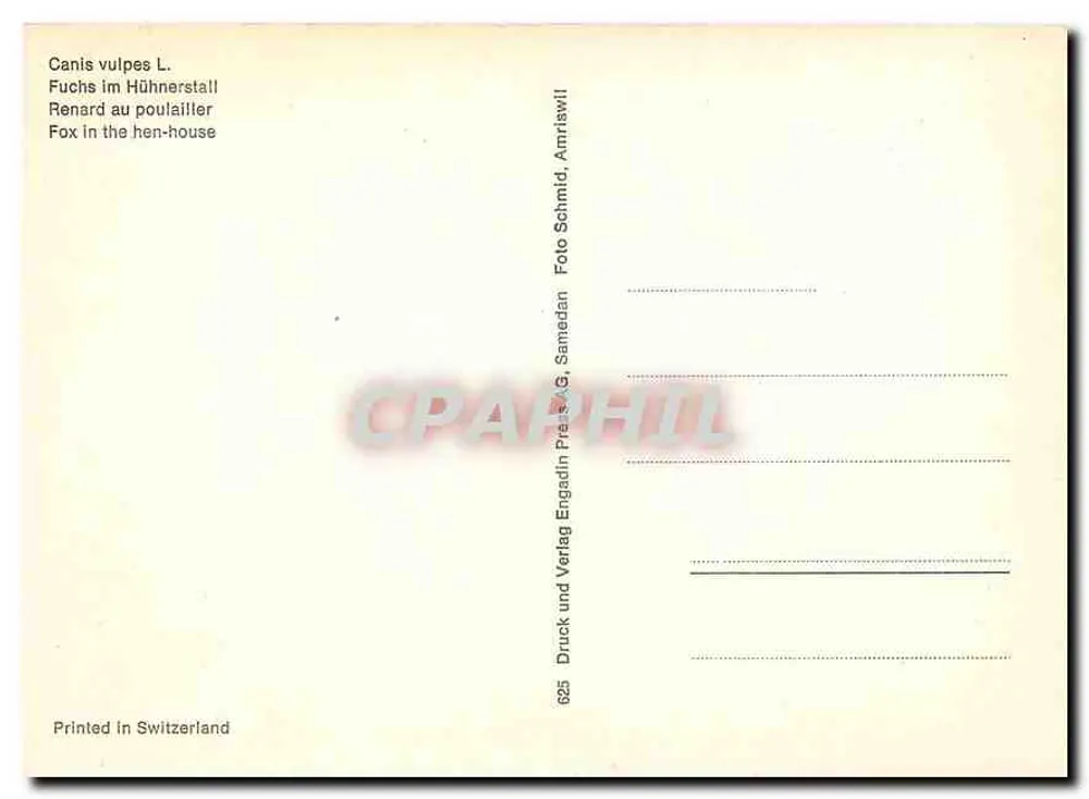 लाल लोमड़ी चिकन के बरामदे में — Canis vulpes L. — Foto Schmid, Samedan - पीछे