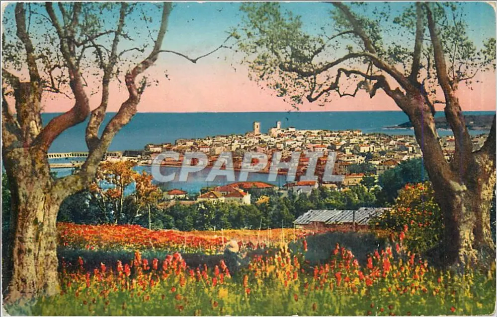 Antibes — Panorama vu à travers les Oliviers — Lévy & Neurdein, Paris - Recto
