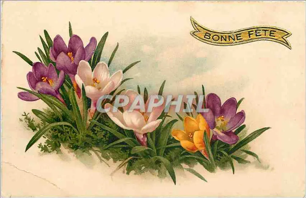 Flores de primavera — Crocus — Boa festa — Carte postale - Frente