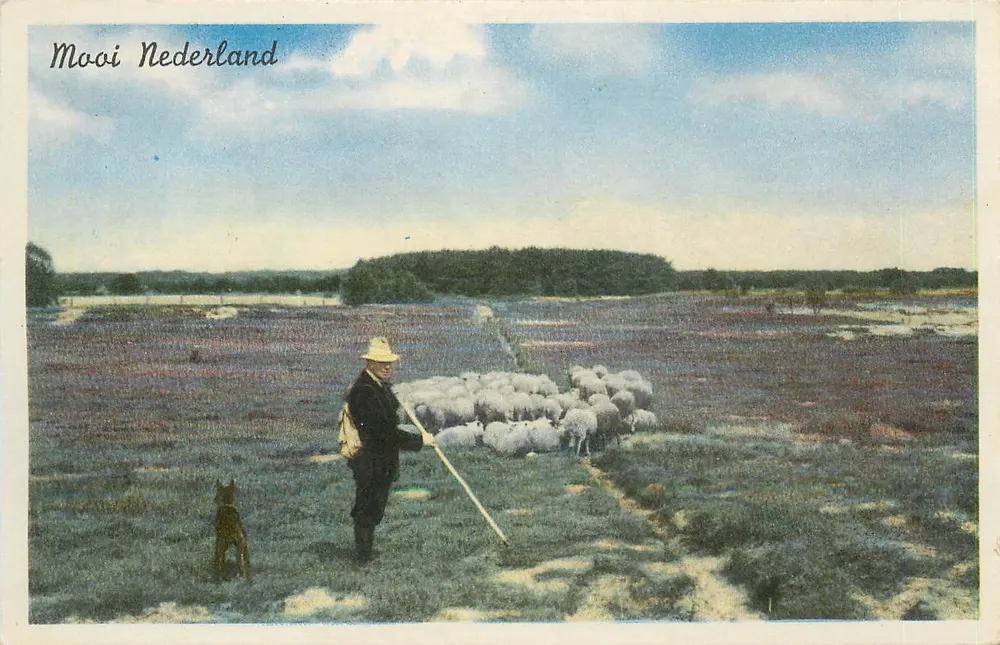 Mooi Nederland — paisagem rural com pastor e ovelhas — editor não identificado - Frente