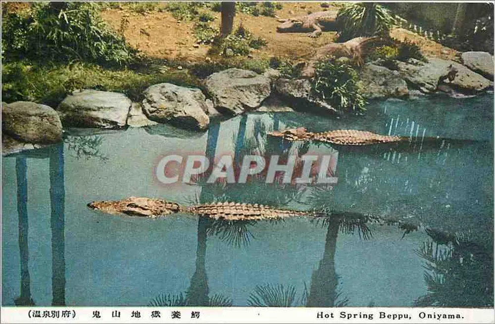 Fonte Quente de Beppu, Oniyama — Crocodilos em uma piscina - Frente