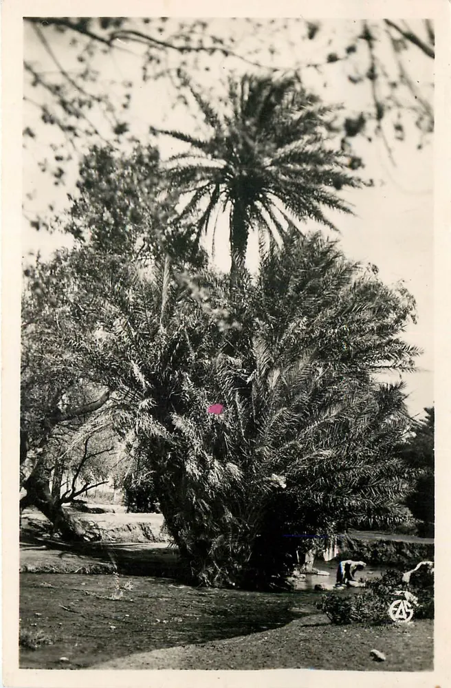 Oran — Ansicht einer Palmenhain — Éditions Alexandre Mareau - Vorderseite