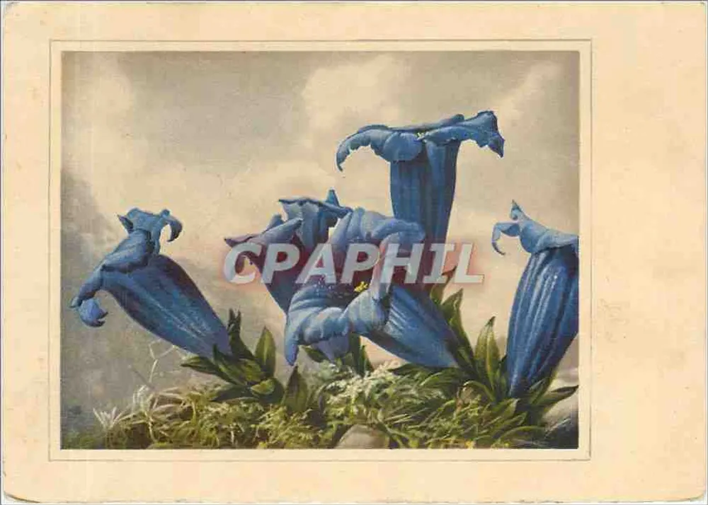 नीले फूल — चित्रण — प्रकाशक अदृश्य - आगे