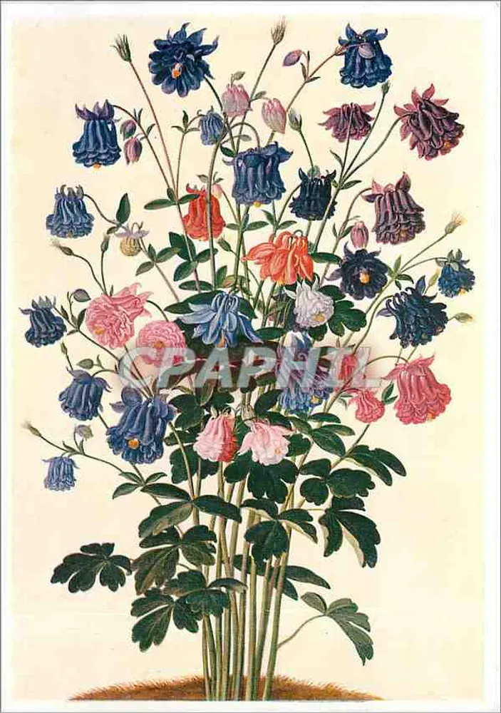 Ancolie — ongeveer 1650 — Jean Walther, Parijs, Bibliothèque Nationale - Voorkant
