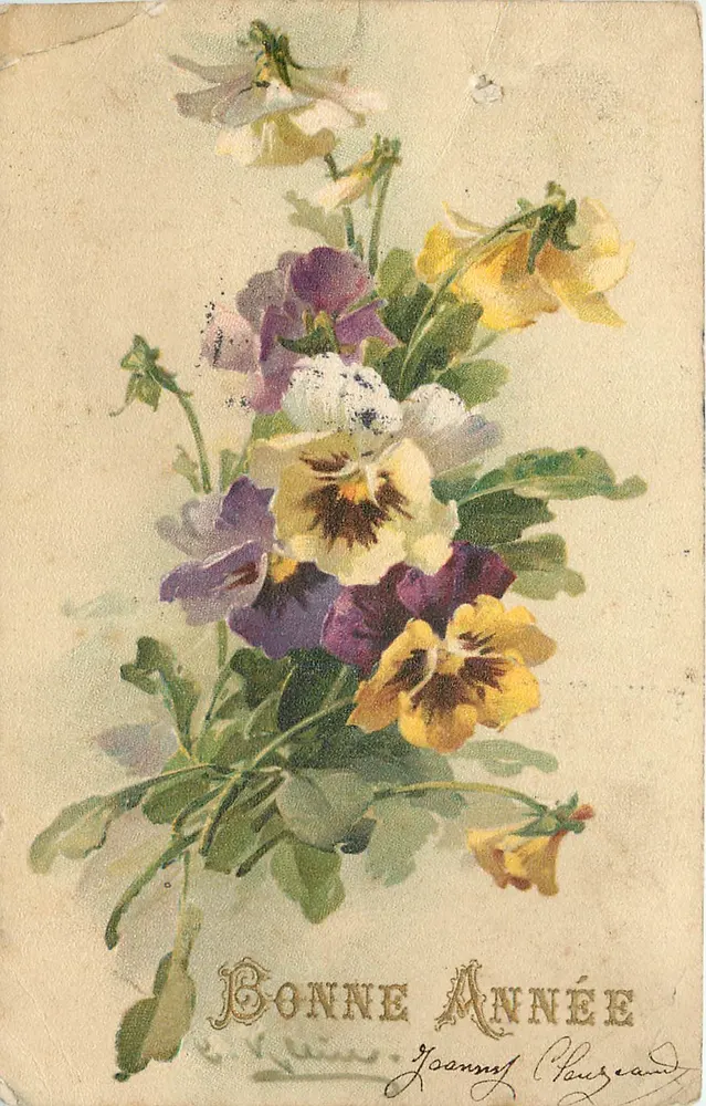 Bouquet de pensées — illustration colorée — éditeur Joanny Chauzeaud - Frente