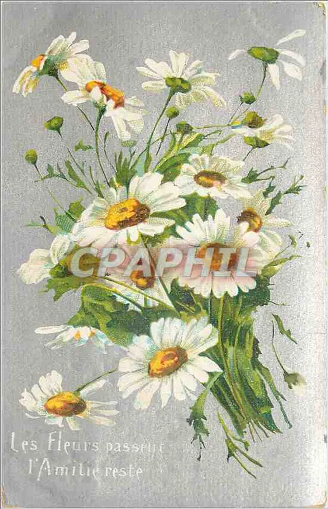 Arranjo de margaridas — As Flores passam, a Amizade permanece — editor não visível - Frente