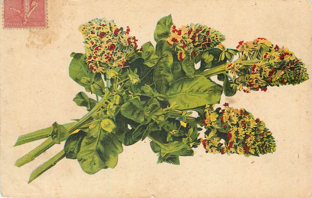 Arranjo de plantas com flores — editor desconhecido — selo República Francesa - Frente