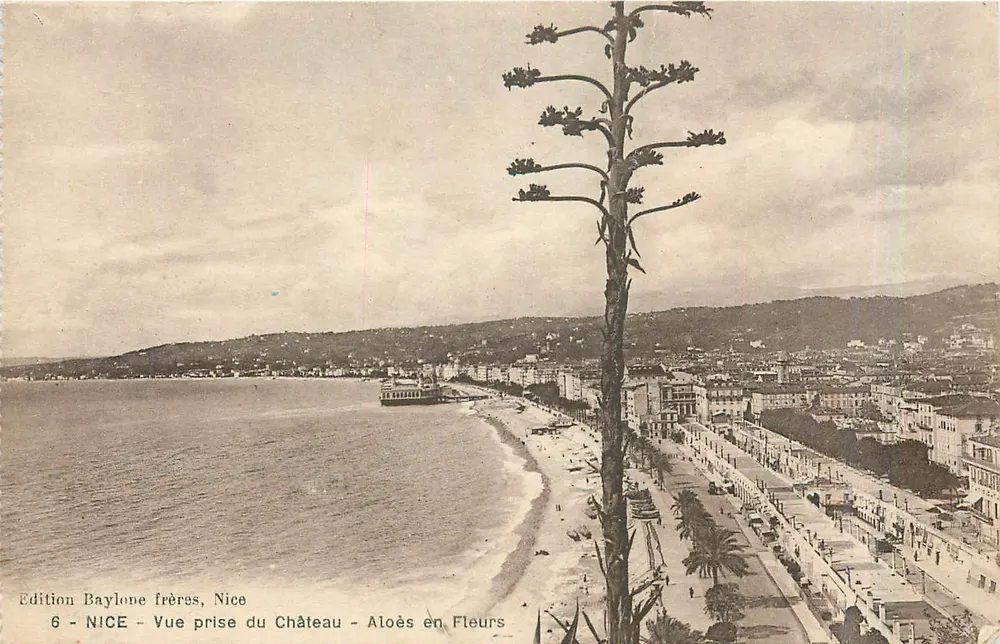 Nice - Vue prise du Château - Aloès en Fleurs — Edition Baylone frères, Nice, n°6 - Recto