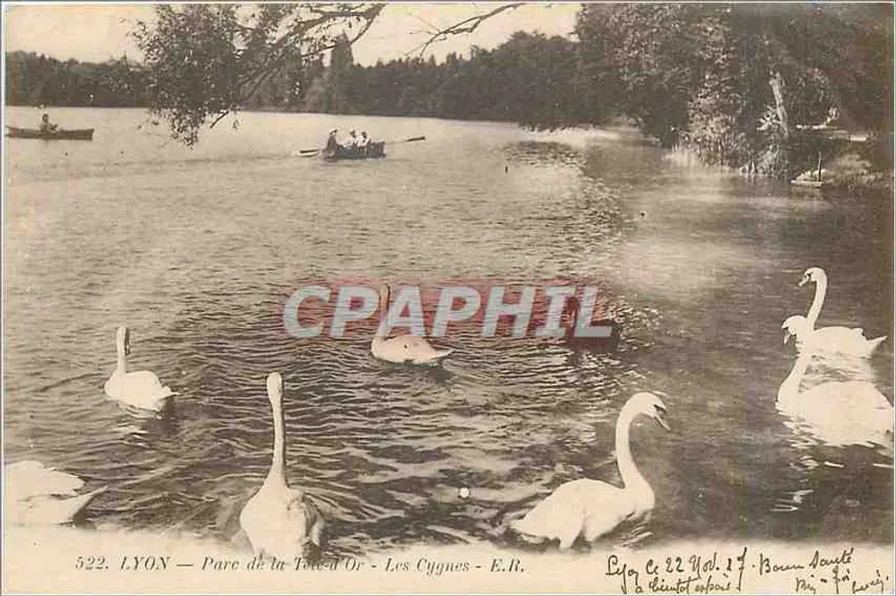 LYON — Parc de la Tête-d'Or — Les Cygnes — E.R. - Recto