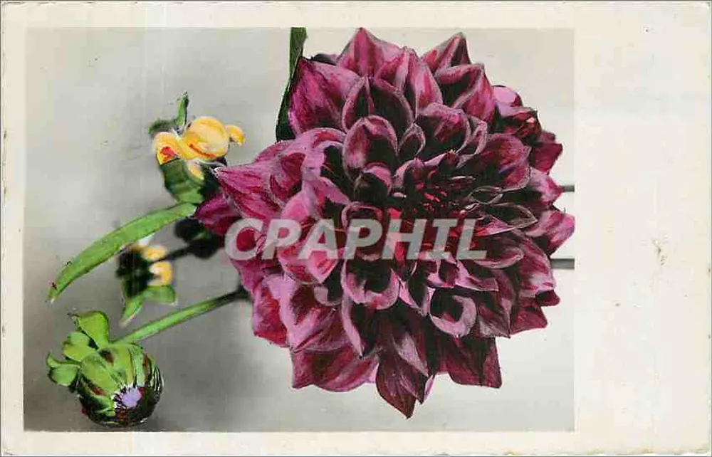 Flor de dália — edições P.I. — Edições P.I. Fabricação francesa - Frente