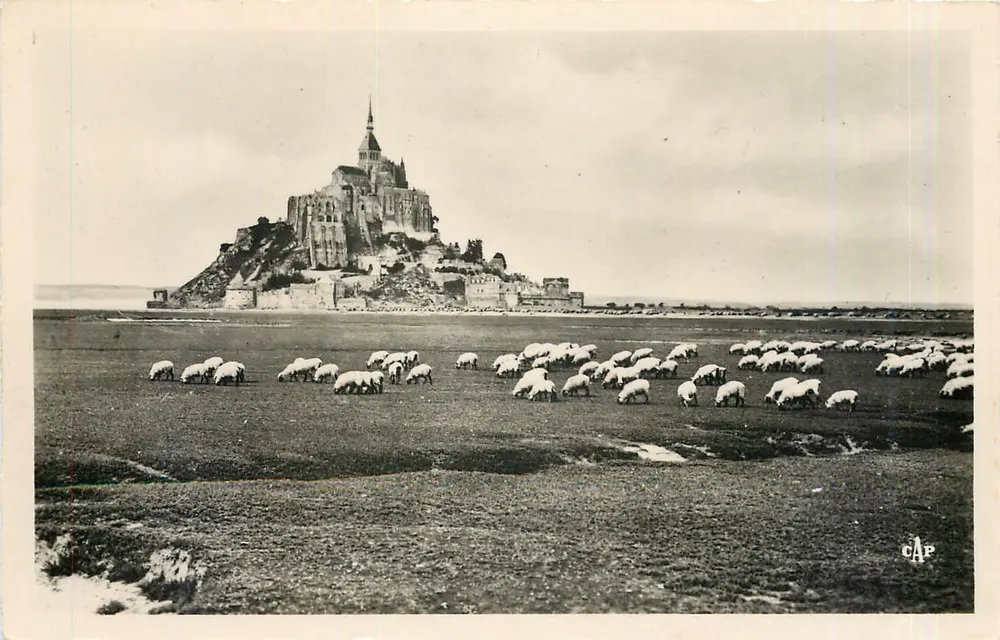 Mont-Saint-Michel — Schafherde auf den Salzwiesen — C.A.P. (51) - Vorderseite