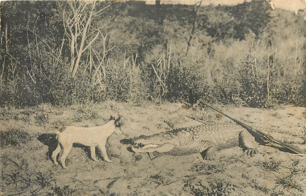 Chien et crocodile — scène de chasse — Salisburi, Rhodesie - Recto