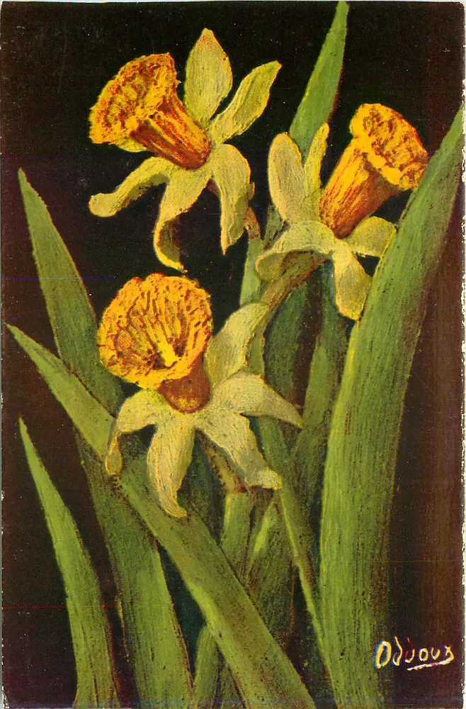 Narcissus Bicolor — Júlia — Edições Oddoux - Frente