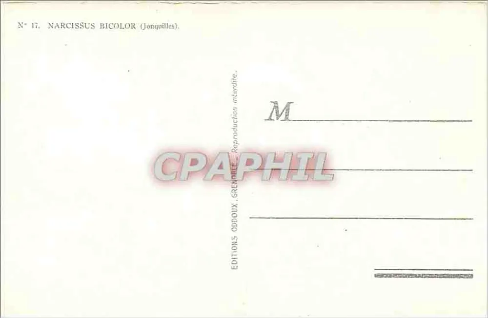 Narcissus Bicolor — Júlia — Edições Oddoux - Verso