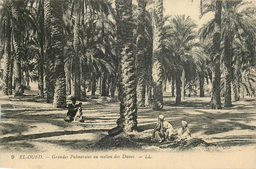 El-Oued — Große Palmenhaine zwischen den Dünen — LL. N°9 - Vorderseite