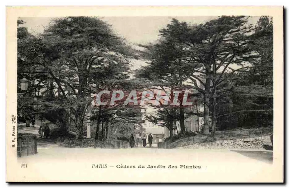 PARIS — Cèdres du Jardin des Plantes — B. F., Paris, n° 121 - Recto