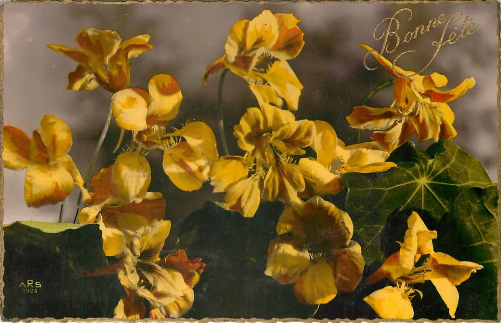 Nasturtiums — Boa Festa — ARS 1924 - Frente