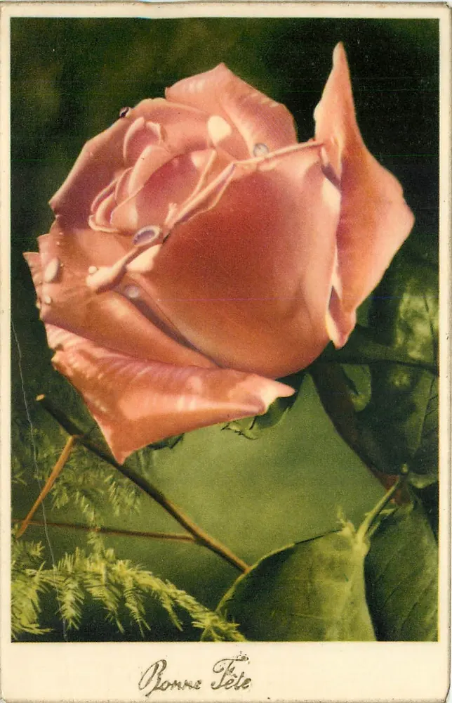 Rosas — Feliz Aniversário - Frente