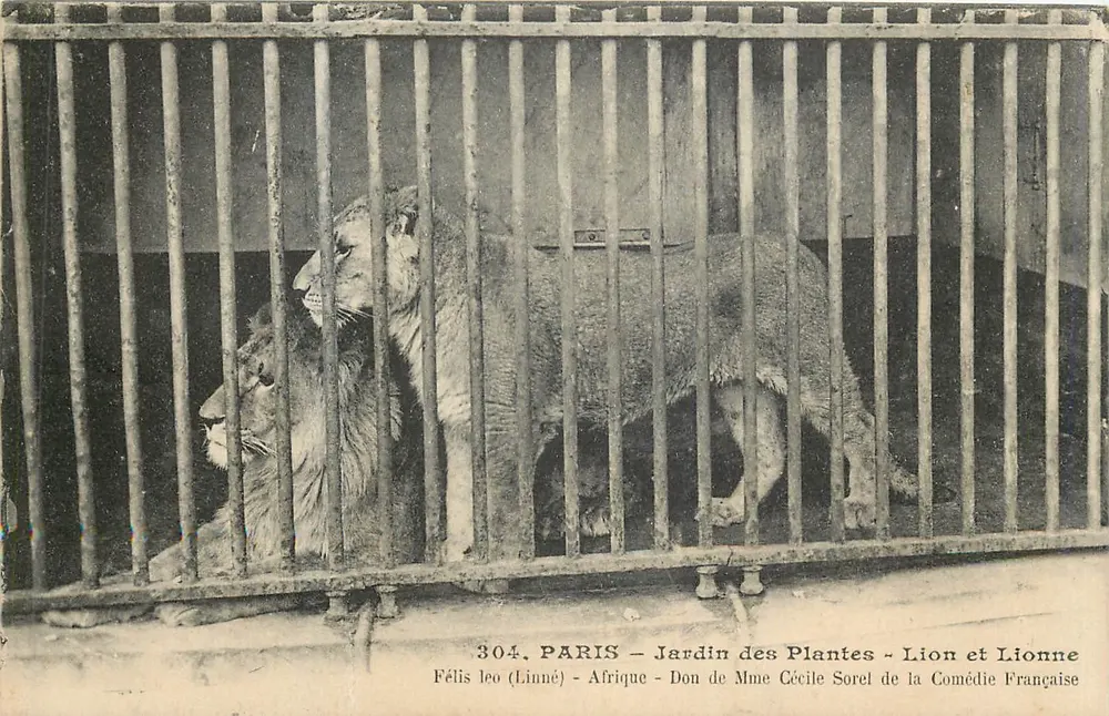 Paris - Jardin des Plantes - Löwe und Löwin - Geschenk von Madame Cécile Sorel der Comédie Française - Vorderseite