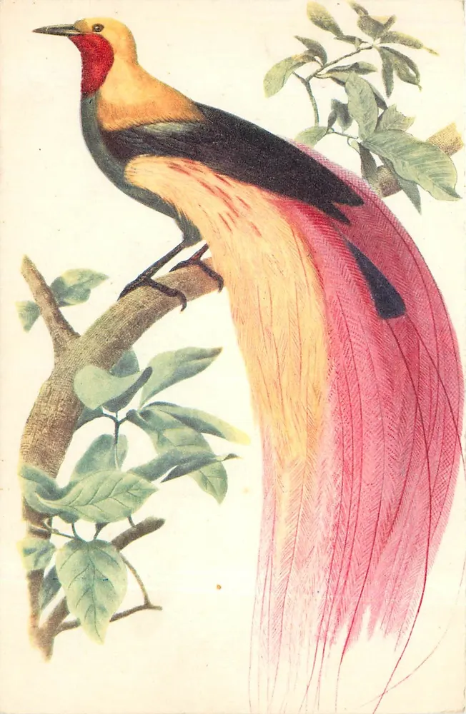 Exotisches Vogel — naturgetreue Illustration — Comité National de l'Enfance, Paris - Vorderseite