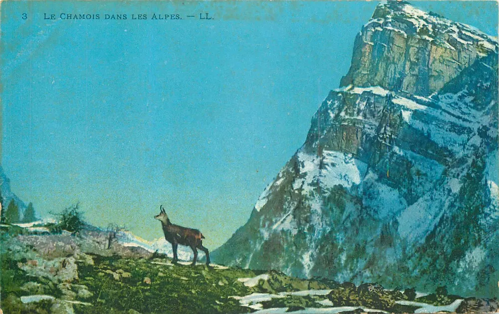 Kozioł w Alpach — LL. - Awers