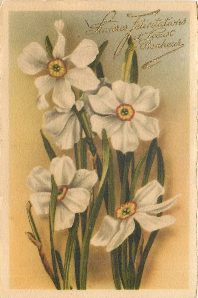 Narcisos — Carta de felicitações — Editor não identificado - Frente
