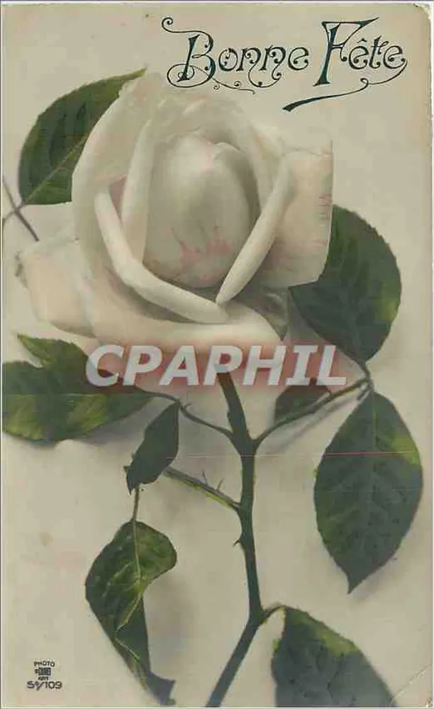 White Rose — Happy Birthday — Photo 5Y109 - Front