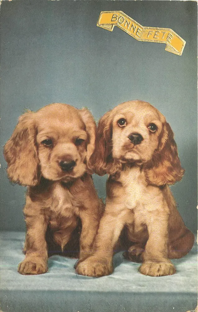 Dois filhotes de cocker — Boa Festa — editor não visível - Frente