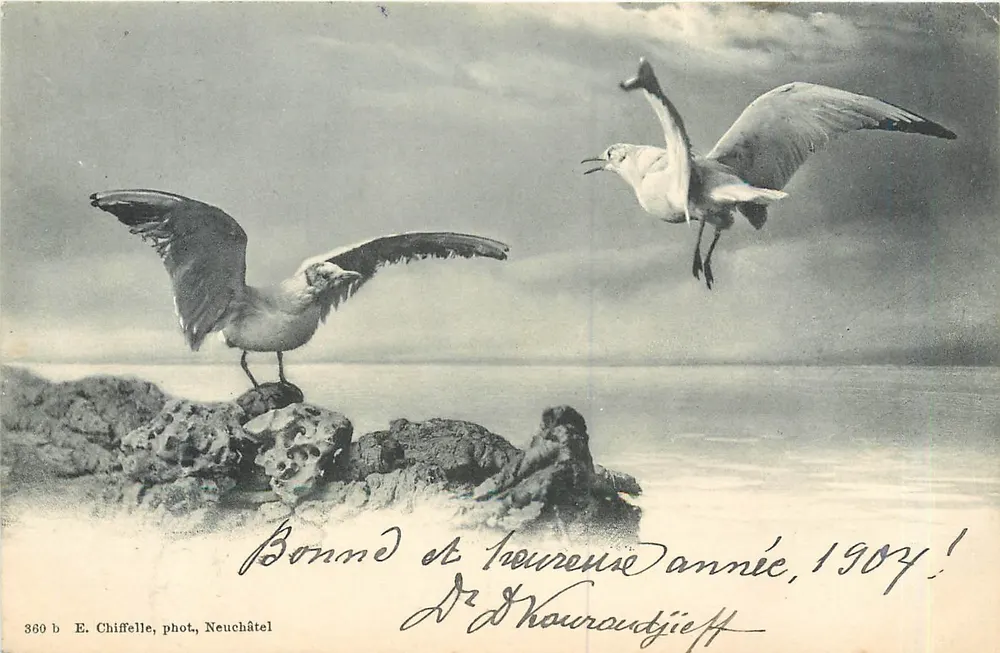 Duas gaivotas — praia rochosa — E. Chiffelle, fot., Neuchâtel, n° 360 b - Frente