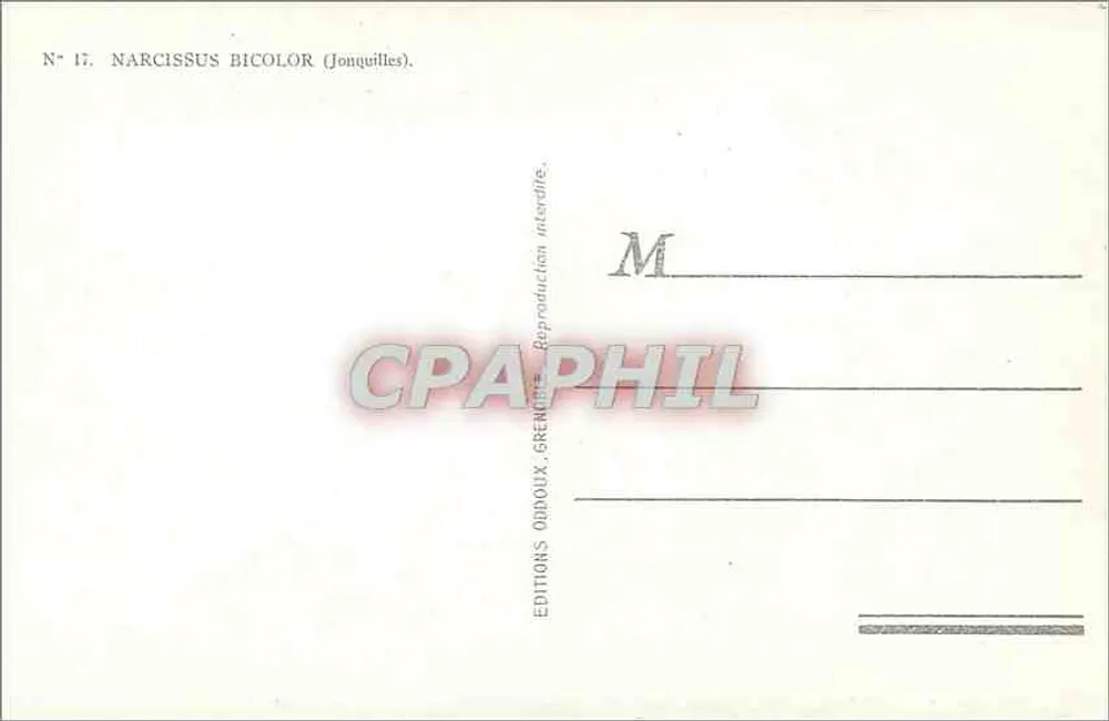 Jonquillas — Narcissus bicolor — Edições Odjouxs, n° 17 - Verso