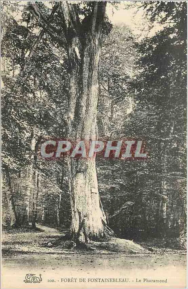 Floresta de Fontainebleau — Le Pharamond — n°100 - Frente