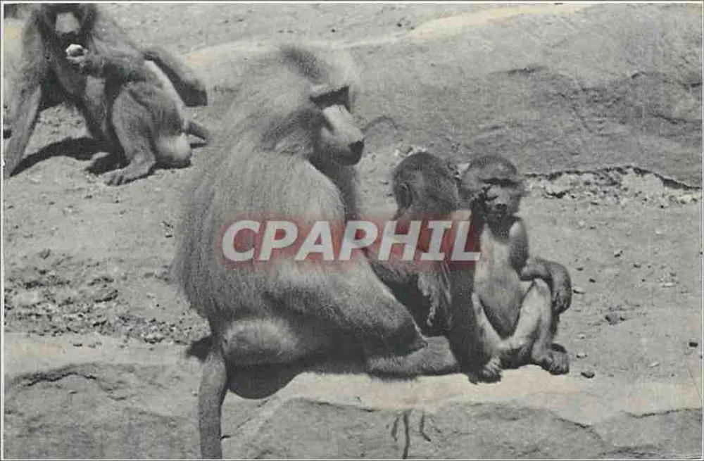 हैमाड्राइस बंदरों का एक परिवार — मानक इतिहास और प्राकृतिक विज्ञान संग्रहालय, विंसेन्स के जंगली जानवरों के उद्यान, पेरिस — फोटो भाइयों - आगे