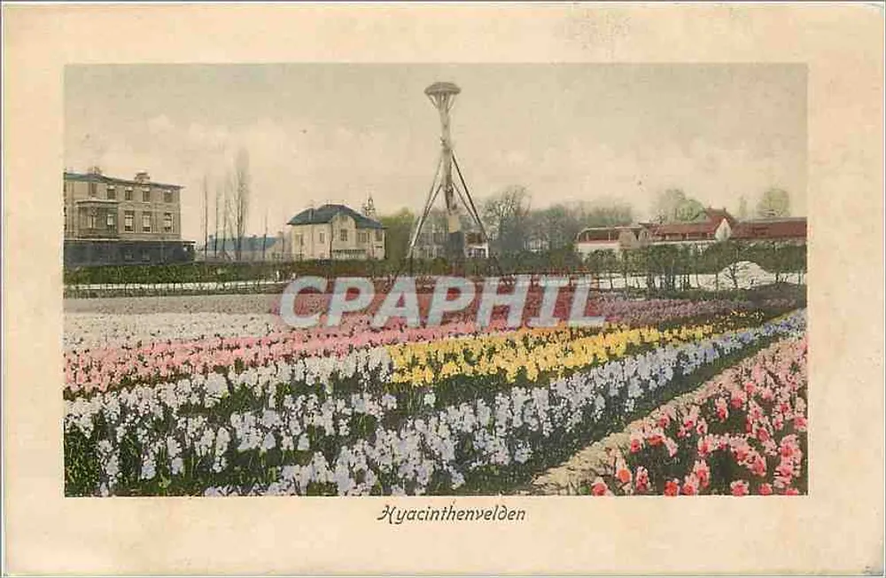 Hyacinthenvelden — campos de jacintos coloridos — Weenen & Snel, den Haag - Frente
