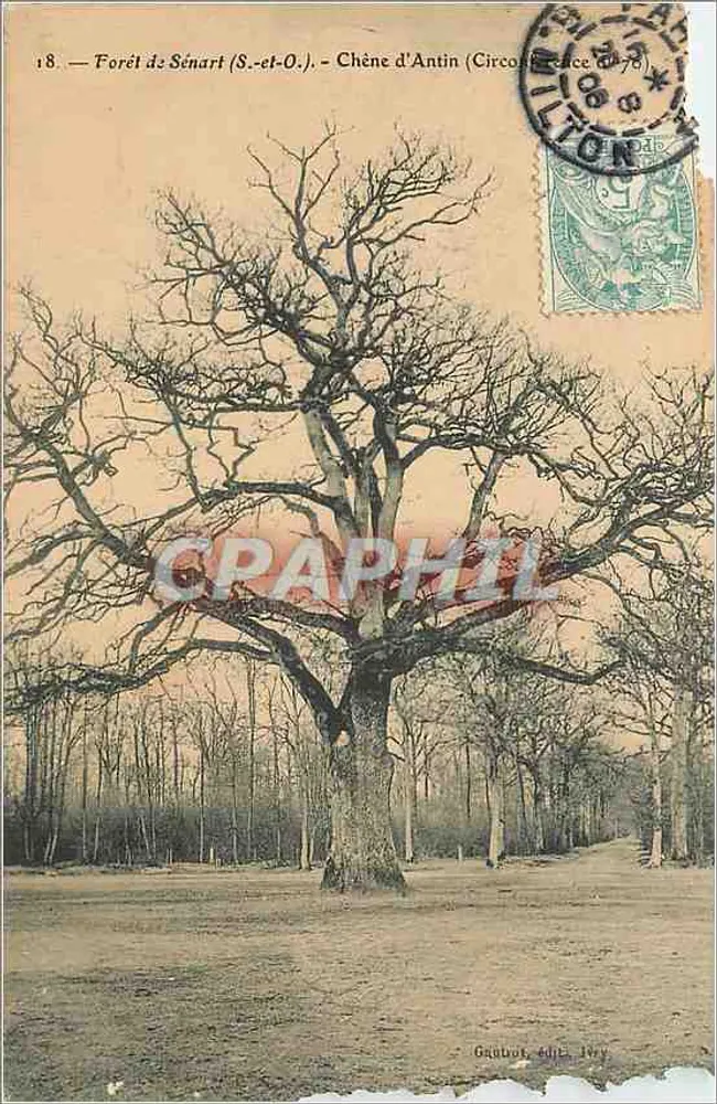 Bosque de Sénart (S.-et-O.) — Roble de Antin (Circocircunscripción 78) — Gaubot, edición 1907 - Anverso