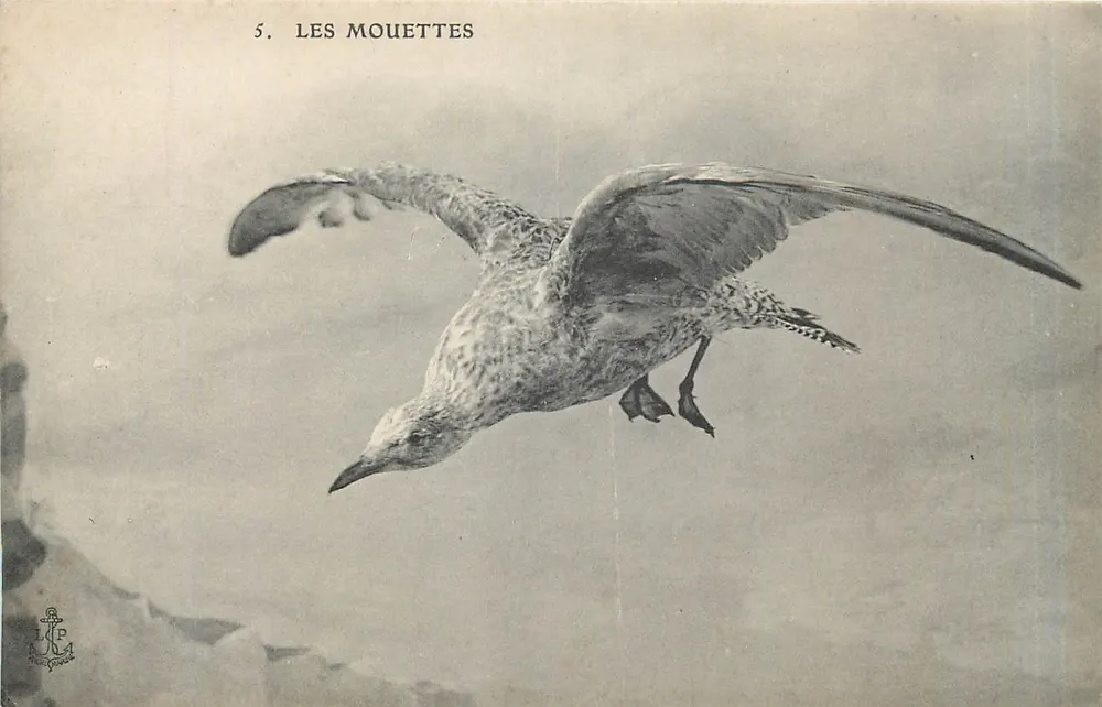 Les Mouettes — série 5 — editor LDP - Frente