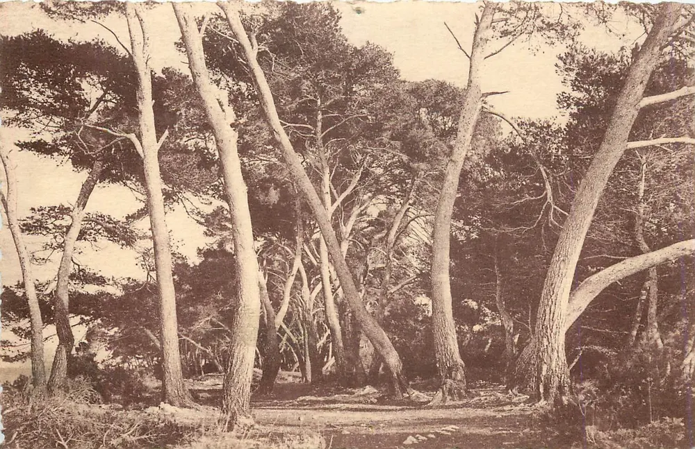 Floresta de pinheiros — A Costa Azul — Eludé de Arbres - Frente
