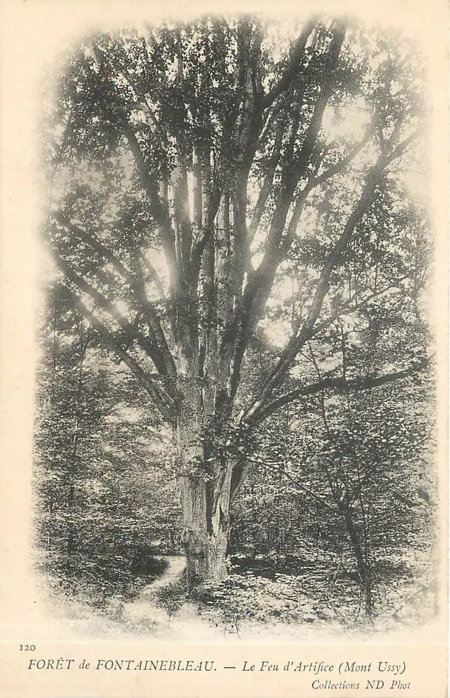 Floresta de Fontainebleau — O Fogo de Artifício (Mont Ussy) — Coleções ND Phot - Frente