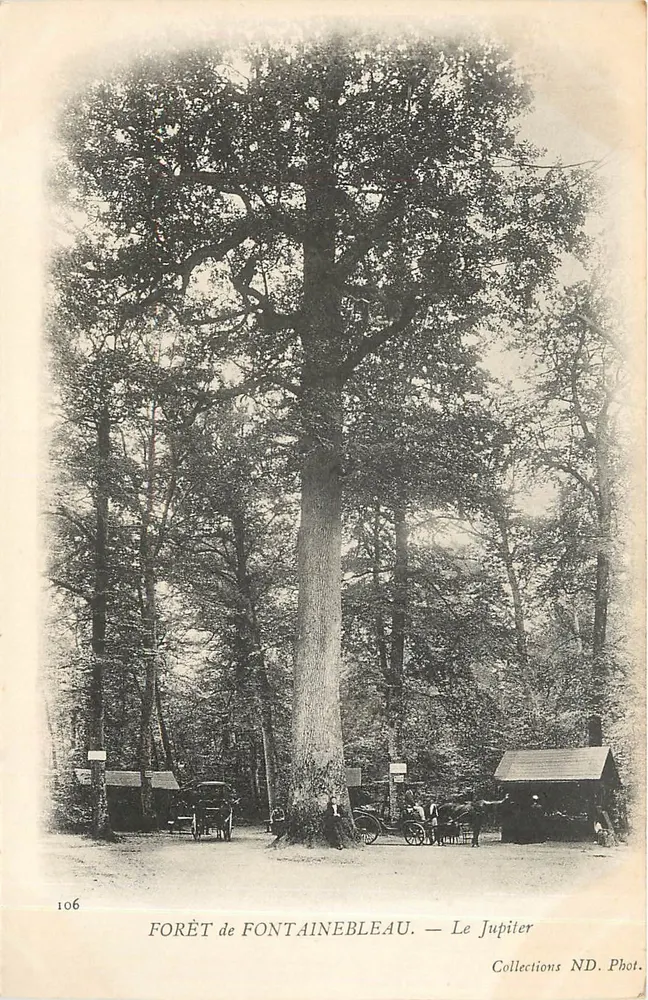 Woud van Fontainebleau — De boom Jupiter — Collecties ND. Fot. - Voorkant