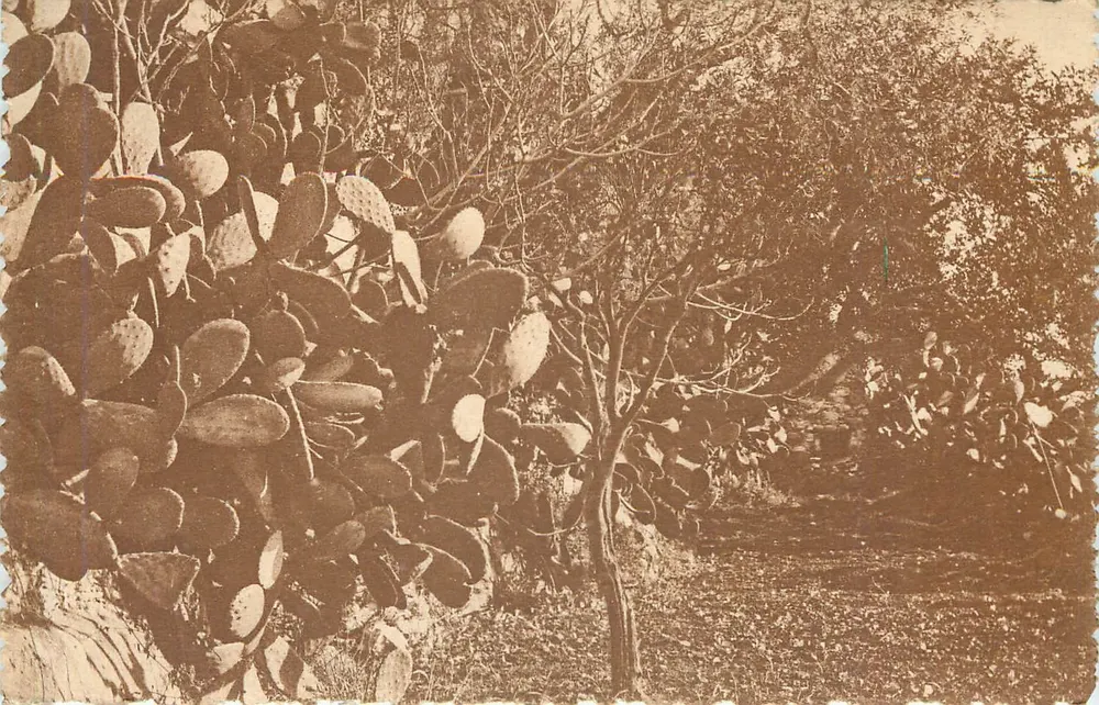 A Costa Azul — Vegetação Tropical — editada pela Agência Nacional das Capitais, Paris - Frente