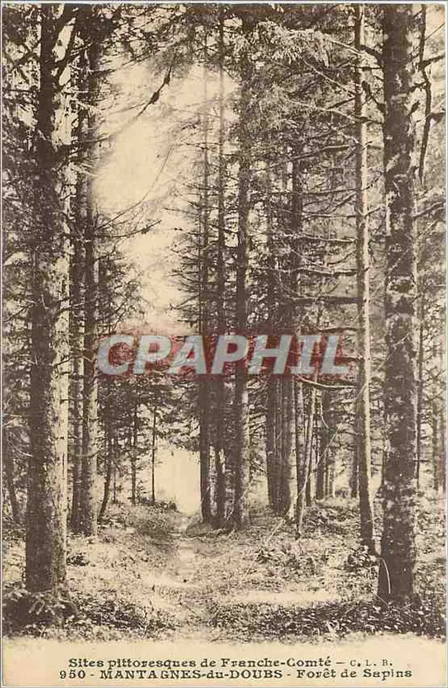 Forêt de Sapins — Sites pittoresques de Franche-Comté — C. L. B. n° 950 - Recto