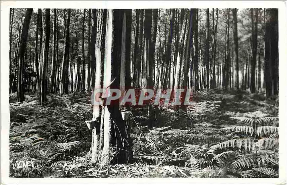 Floresta das Landas — Floresta das Landas — Edições de Arte E. VIGNES - Frente