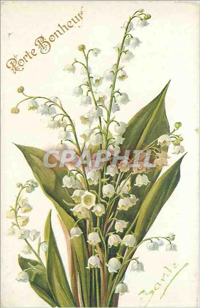 Muguet de Mai — Lily — Mughetto — Muguet — (Convallaria majalis var.) — COLOR PARIS n°508 - Frente