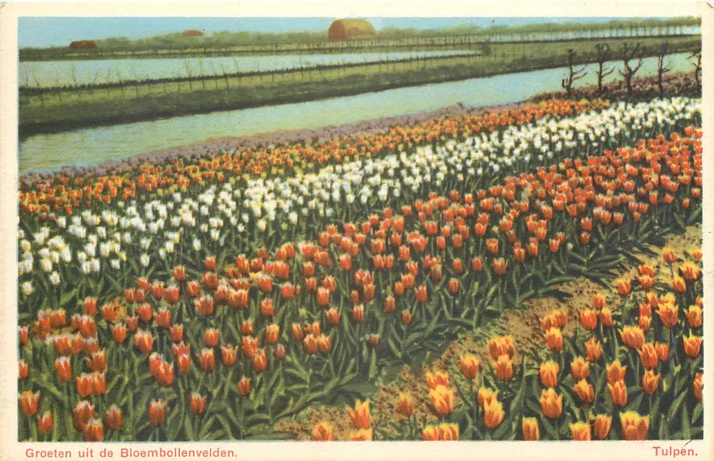 Tulpen — Bloembollenvelden — Uitg. M. van Bembranda, Amsterdam - Recto