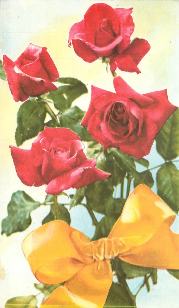 Roses rouges — avec nœud jaune — Pelletier, Paris - Recto