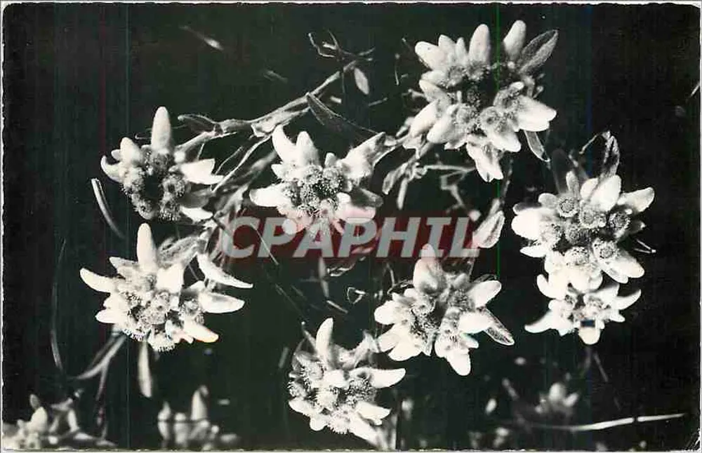 Bouquet de Edelweiss, Flores de Saboya — G. ROSSAT, Cazador de imágenes, Amécy - Anverso