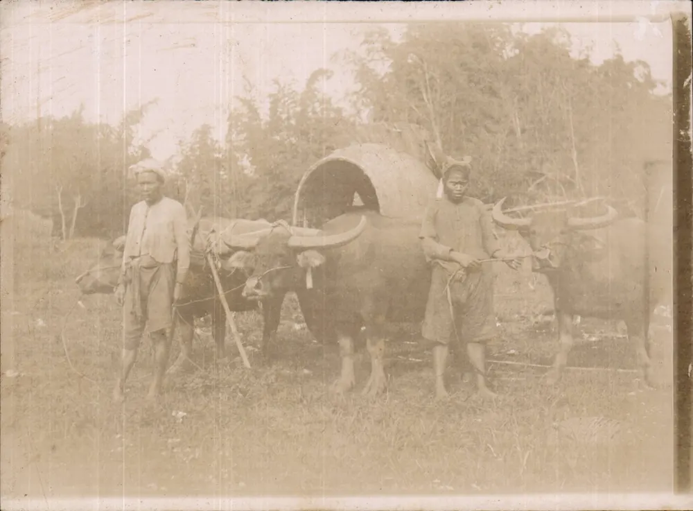 Zwei Männer mit Büffeln und einem Wagen — Indonesien — um 1901 - Vorderseite