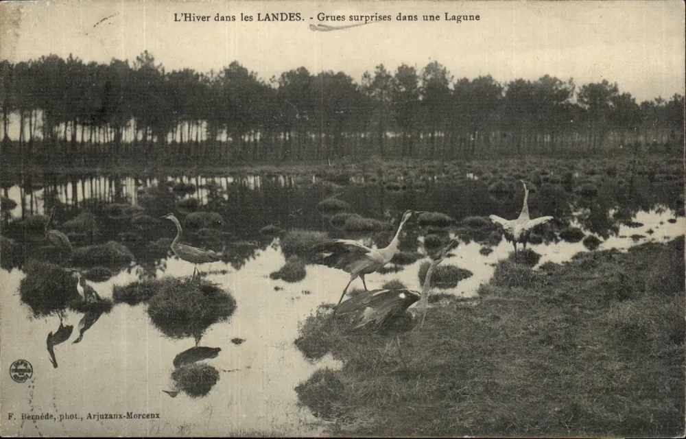 Winter in den Landes - Überraschende Kraniche in einem See — F. Bennéde, phot., Arjuzanx-Morcenx - Vorderseite